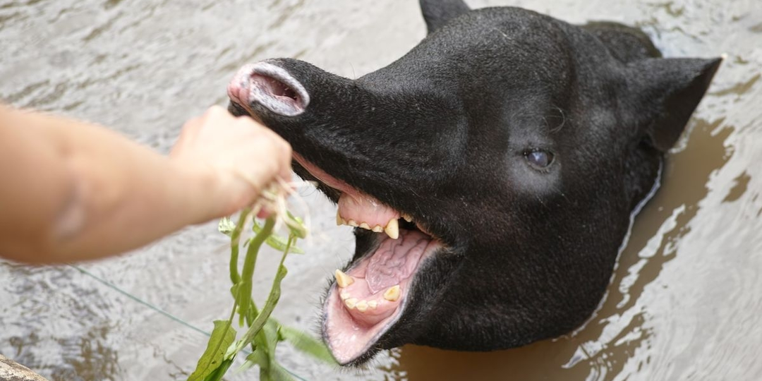 Тапир: Остановился в развитии и ему хорошо. Самое непонятное из крупных животных