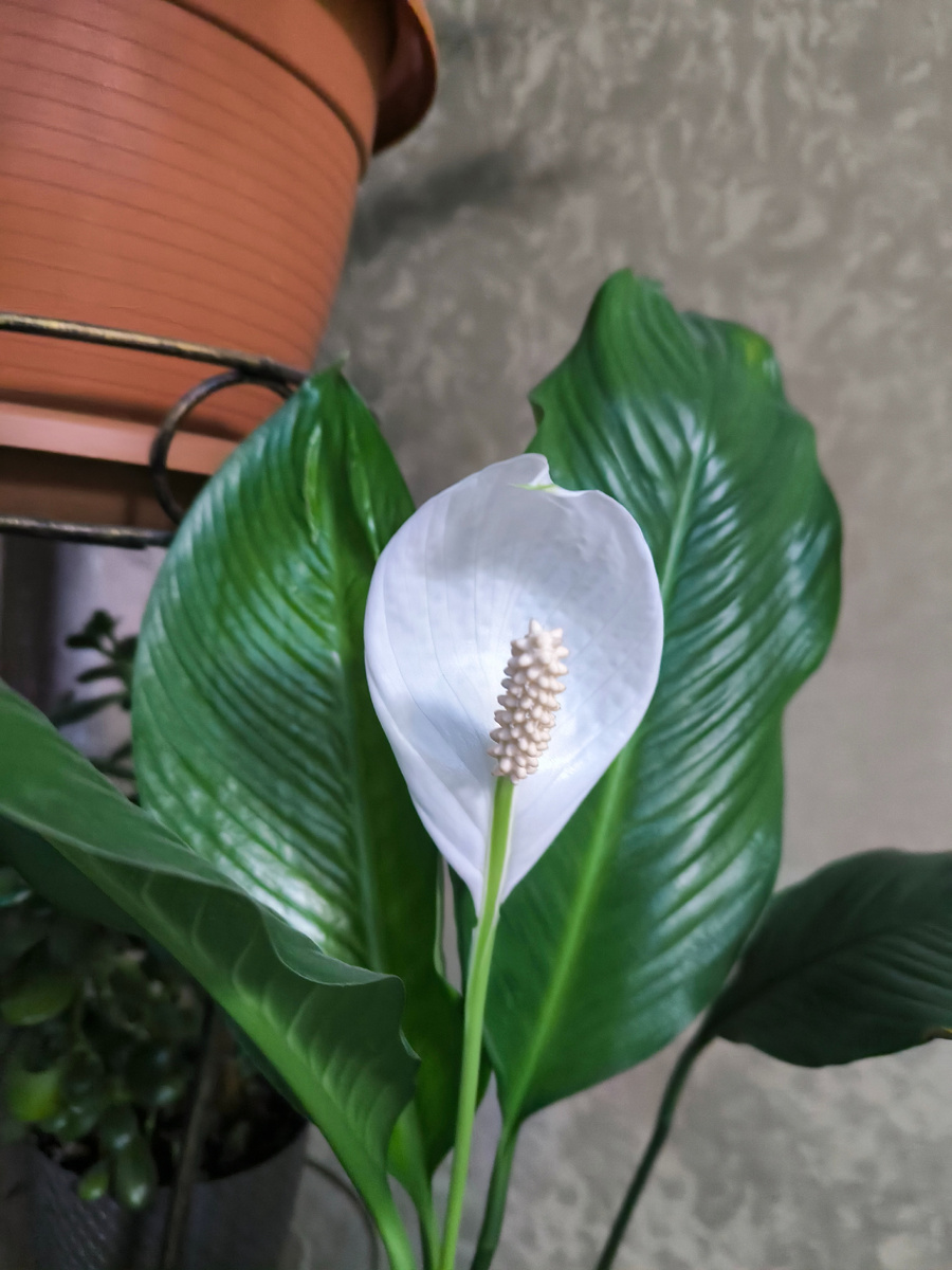 Фотографии в статье авторские, и цветок тоже) 