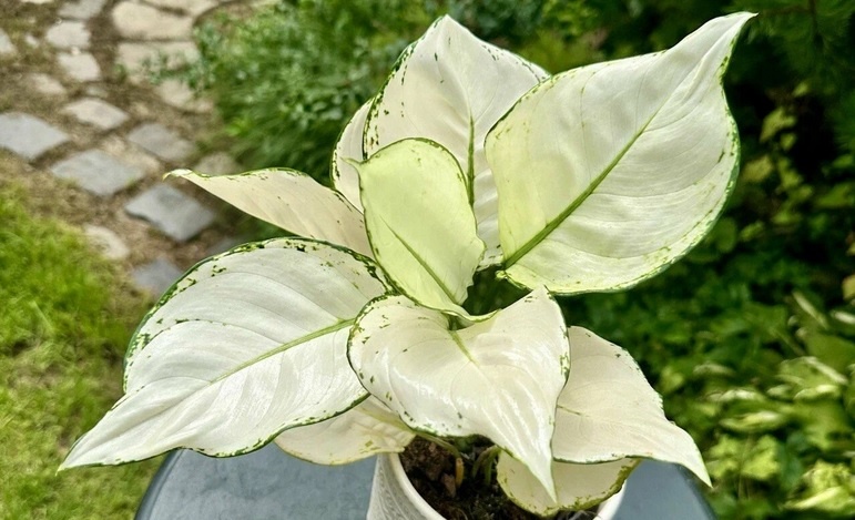 Аглаонема белая уход в домашних условиях