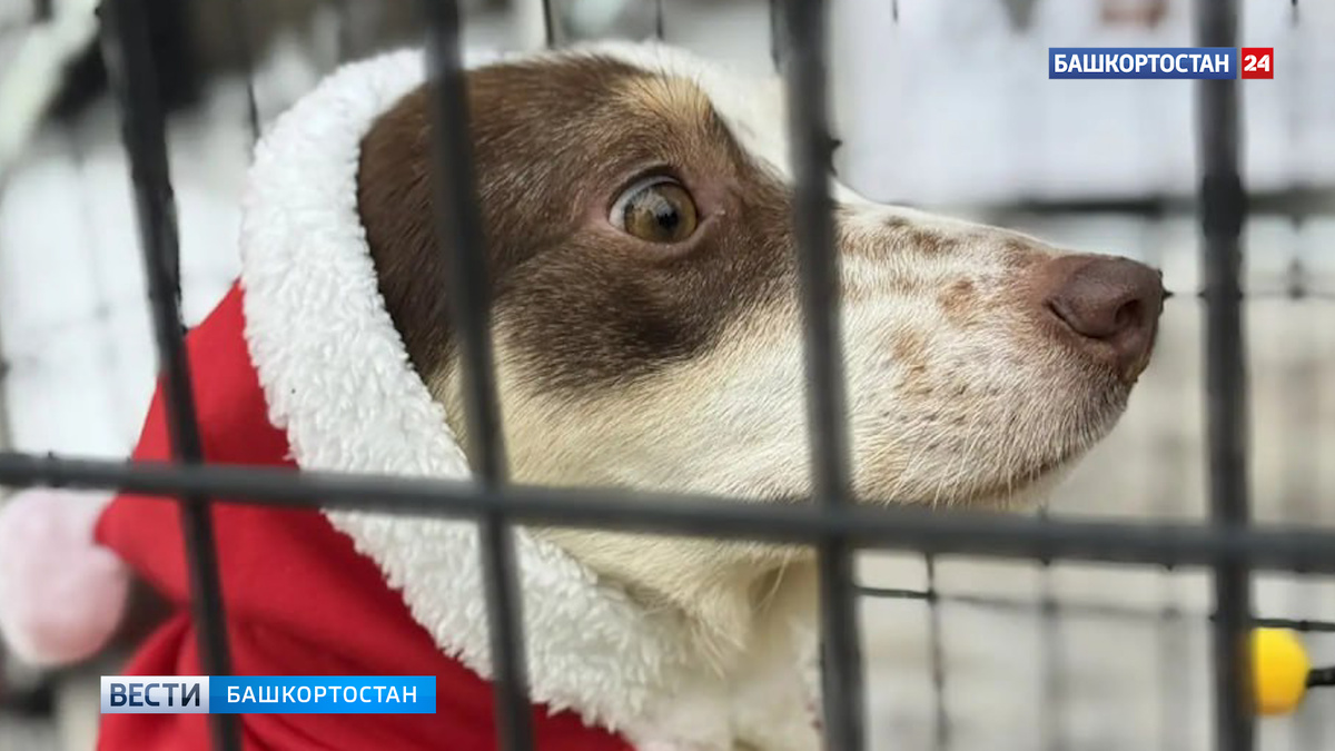    Новогоднее чудо для хвостатых: бездомные собаки в Уфе ищут хозяев