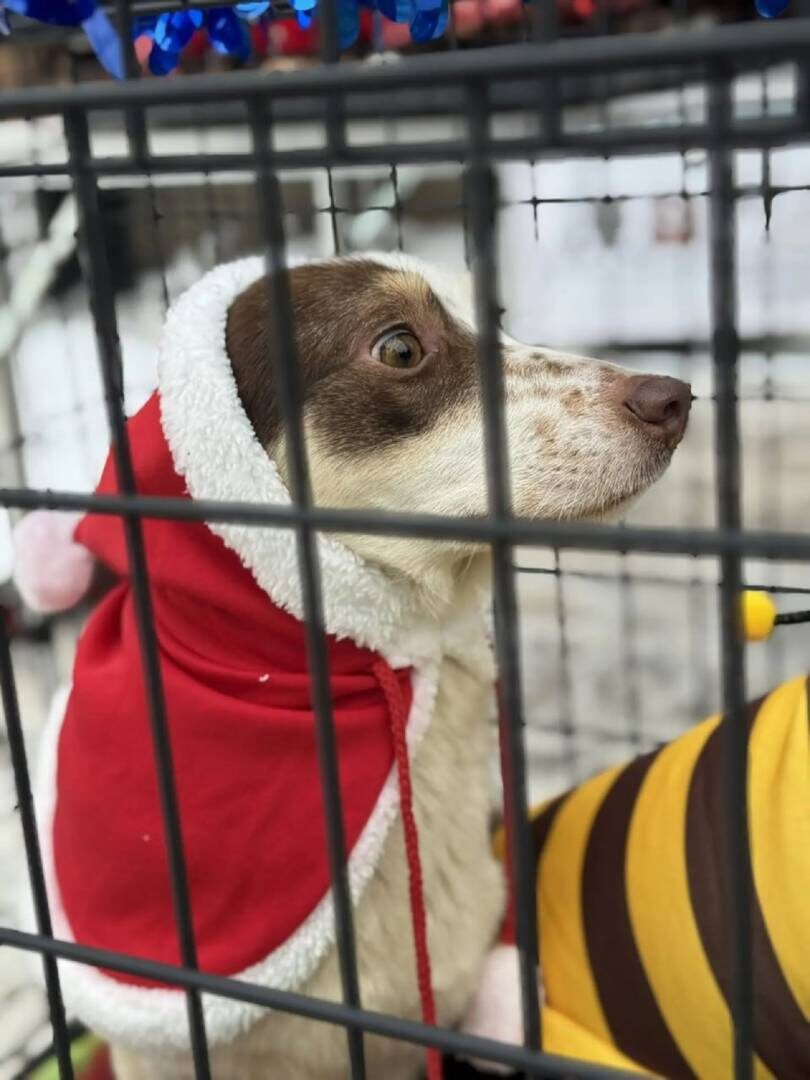    Новогоднее чудо для хвостатых: бездомные собаки в Уфе ищут хозяев