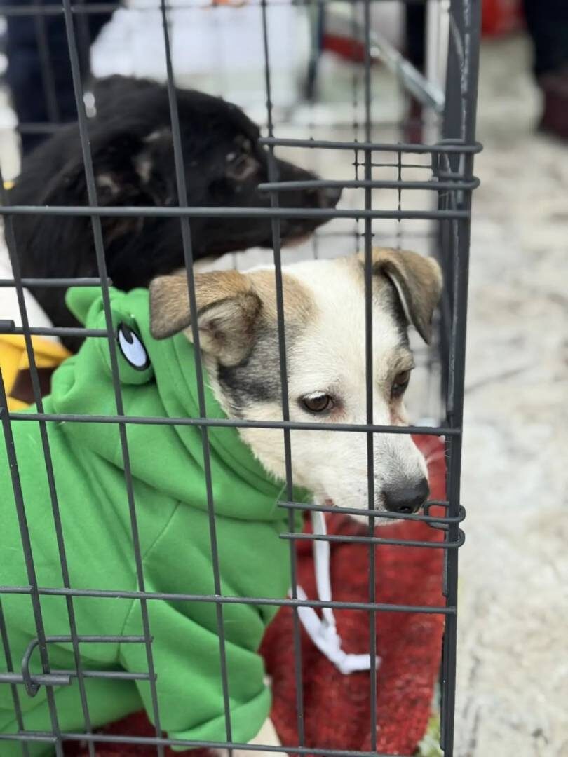    Новогоднее чудо для хвостатых: бездомные собаки в Уфе ищут хозяев