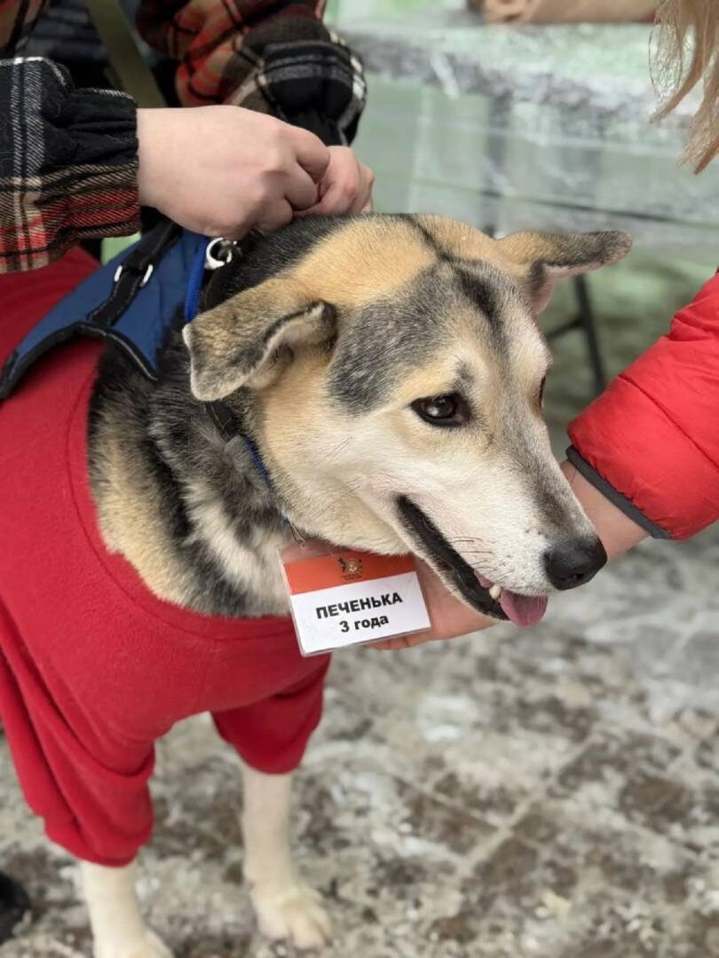    Новогоднее чудо для хвостатых: бездомные собаки в Уфе ищут хозяев