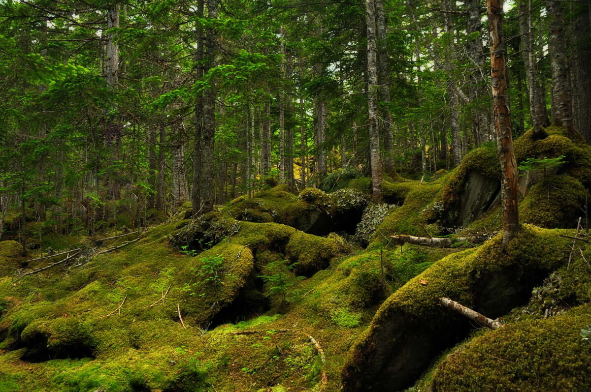 Под пологом темнохвойного бореального леса