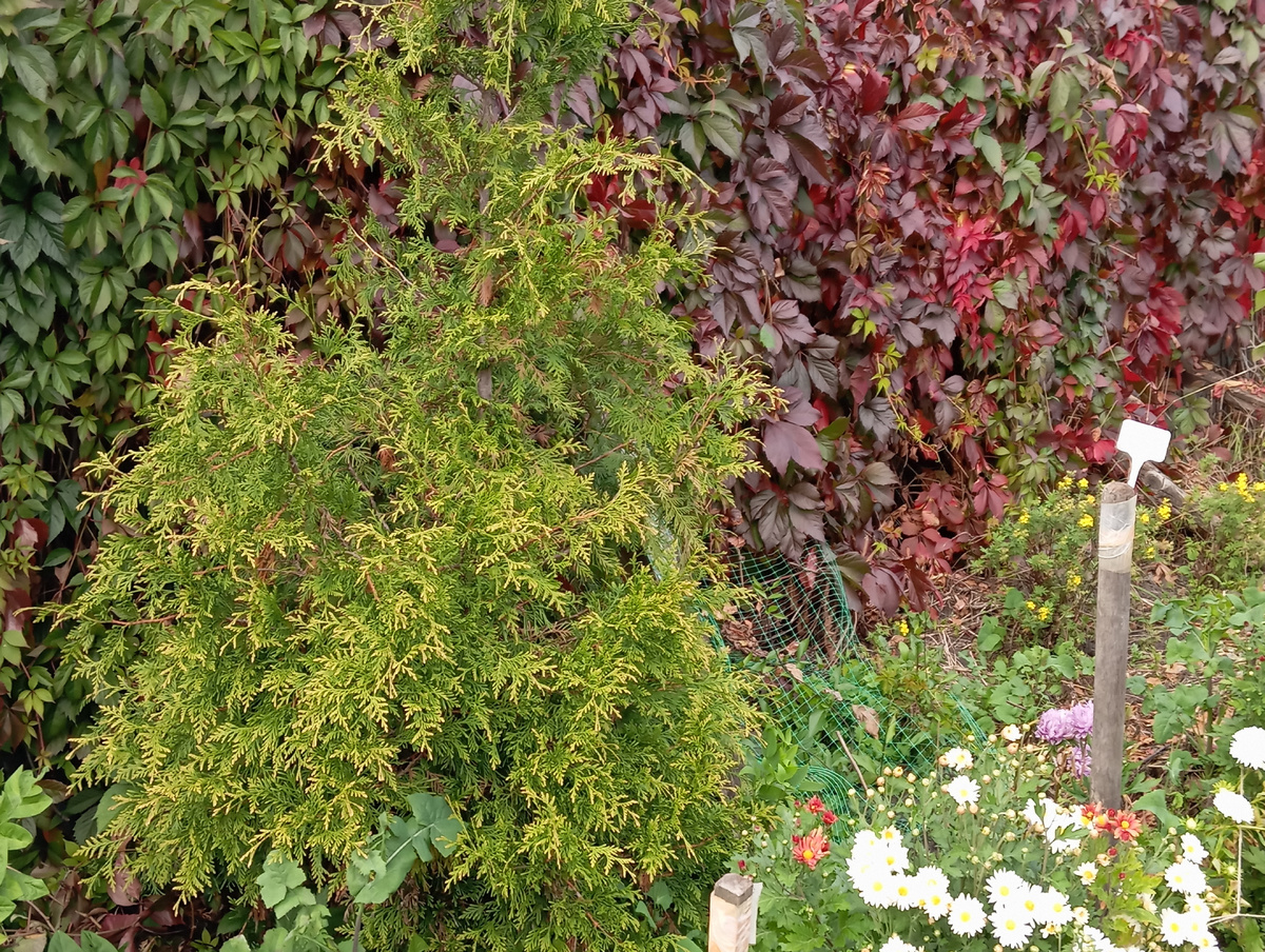    Моя красотка