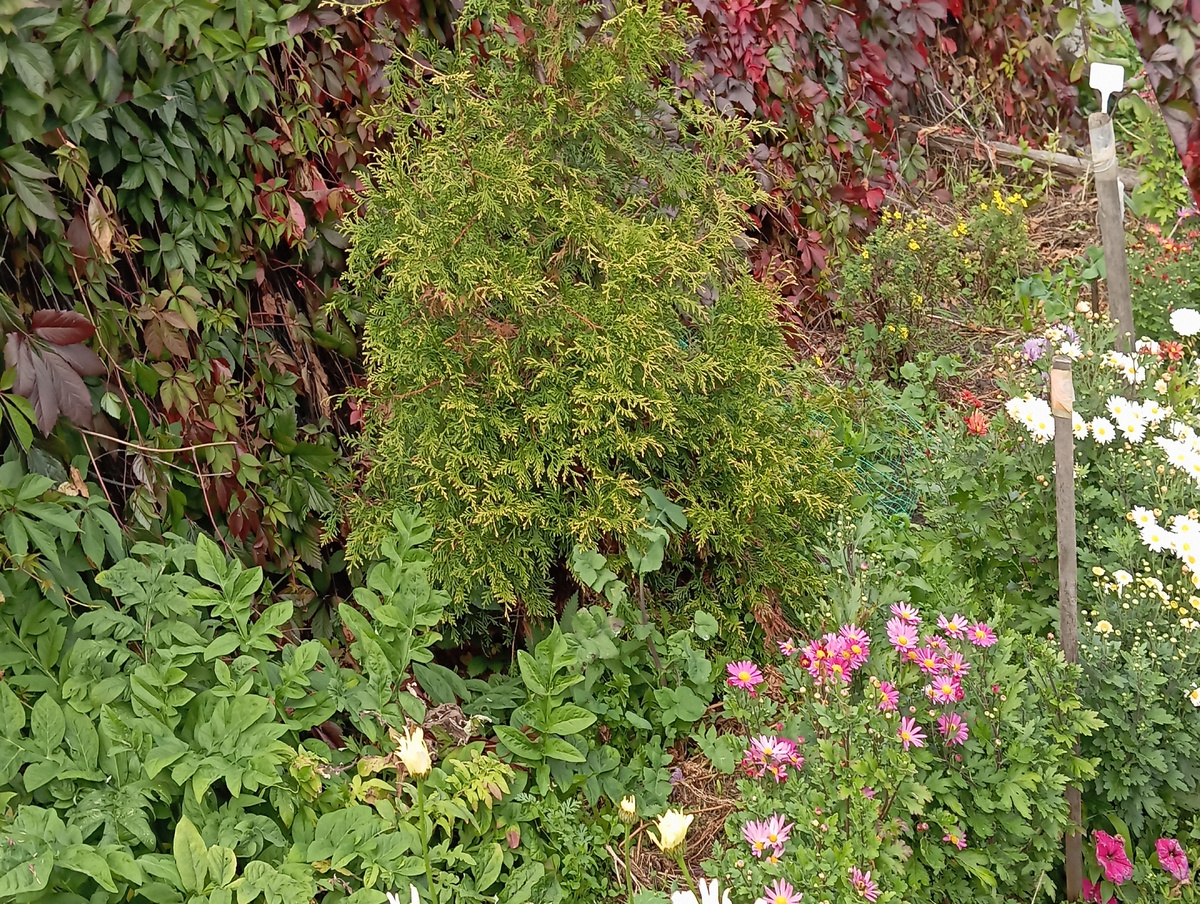    Золотая осень