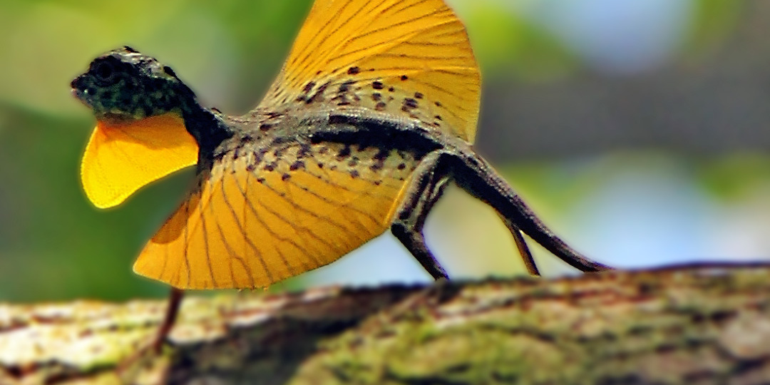 Когда драконы не сказки, а биология