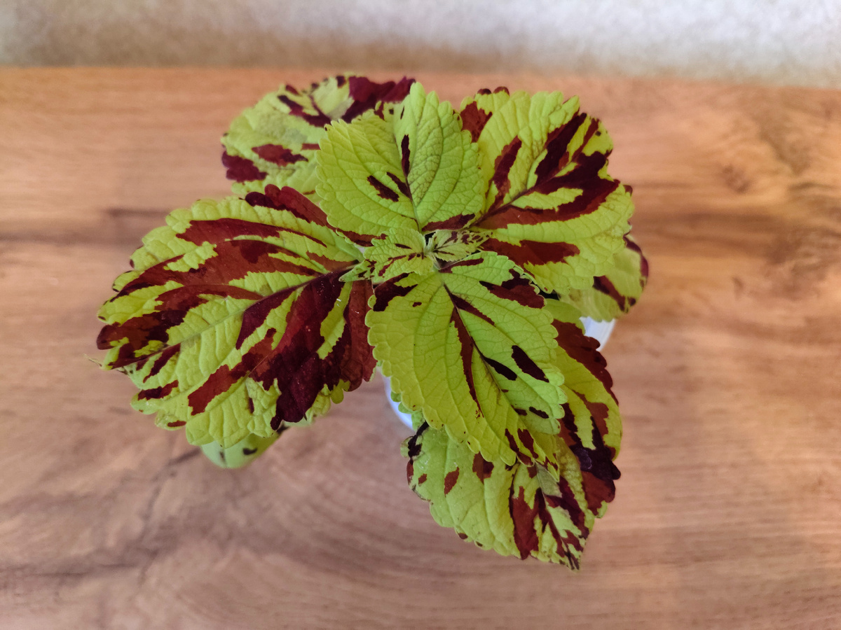 Визард Мозаик сегодня