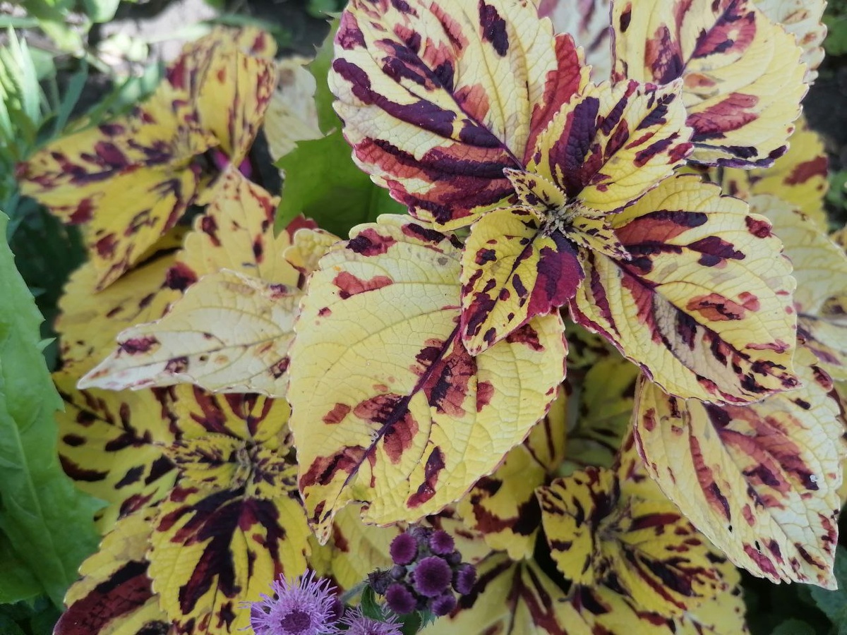 Колеус Визард Мозаик. 26.07.2025