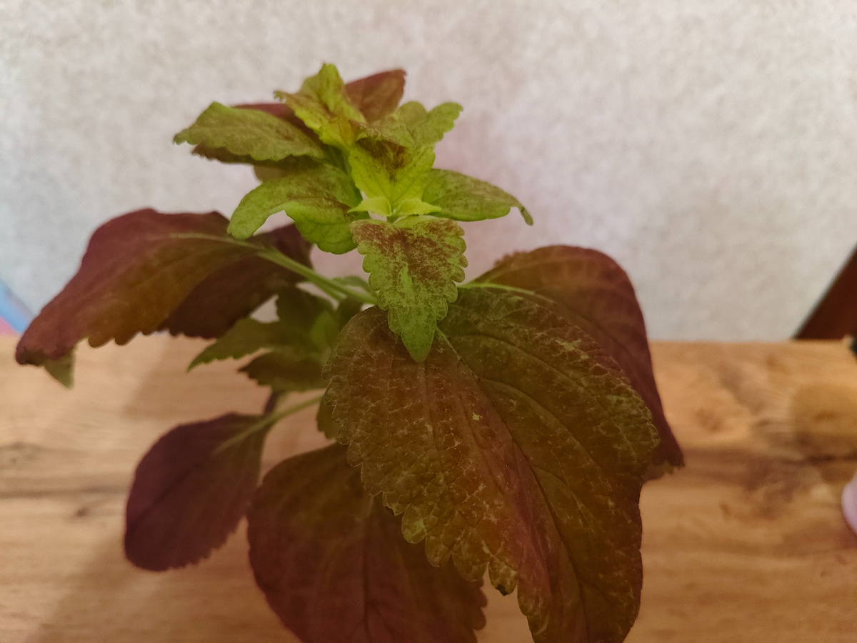 Алабама Сансет сегодня