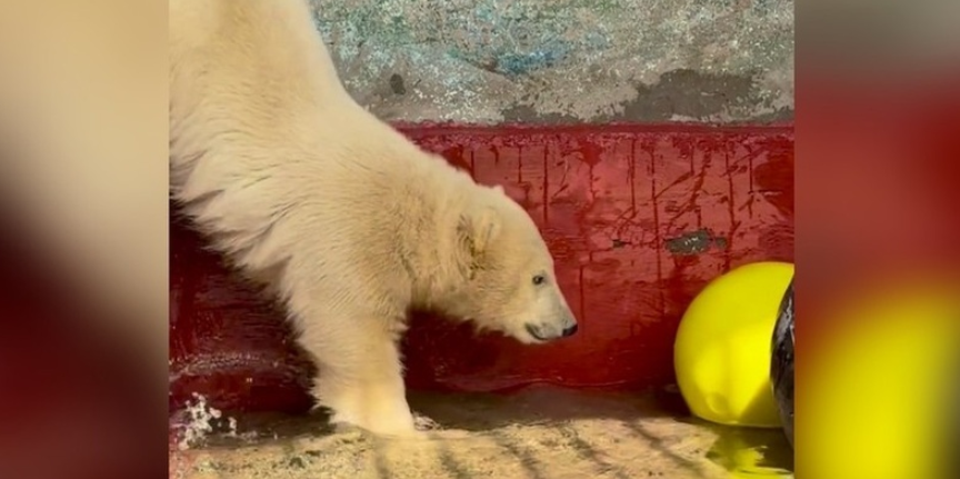    © Пермский зоопарк