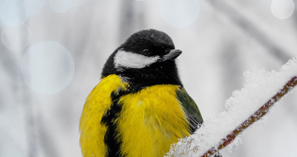 Кормление птиц зимой: зачем это нужно и как правильно