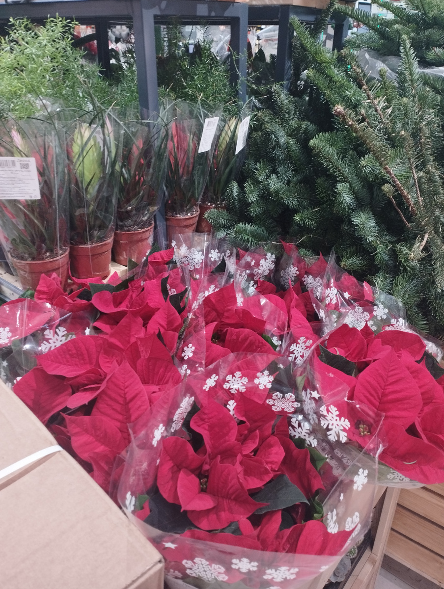 Миры пуансеттии