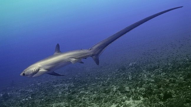 Обыкновенная морская лисица.