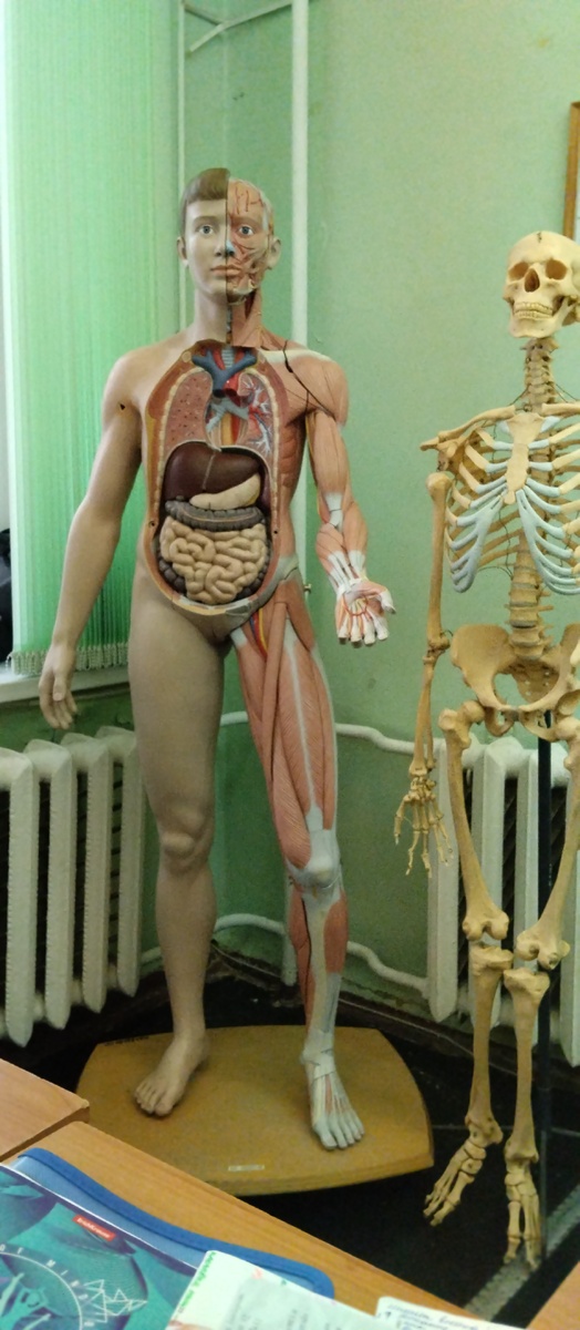 Практика по анатомии. Изучаем физиологию и анатомию сердца. 