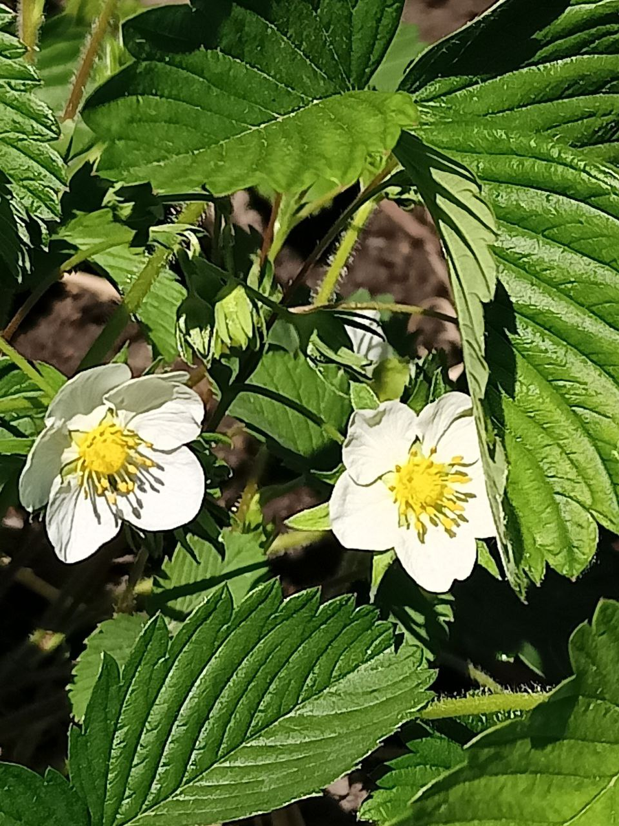 Рудбекия – канал про цветы. Лесную землянику можно выращивать в саду.