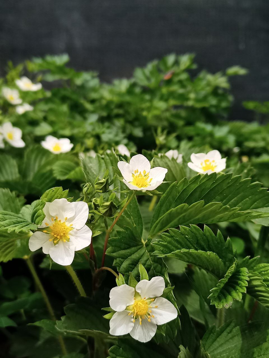 Рудбекия – канал про цветы. Лесную землянику можно выращивать в саду.