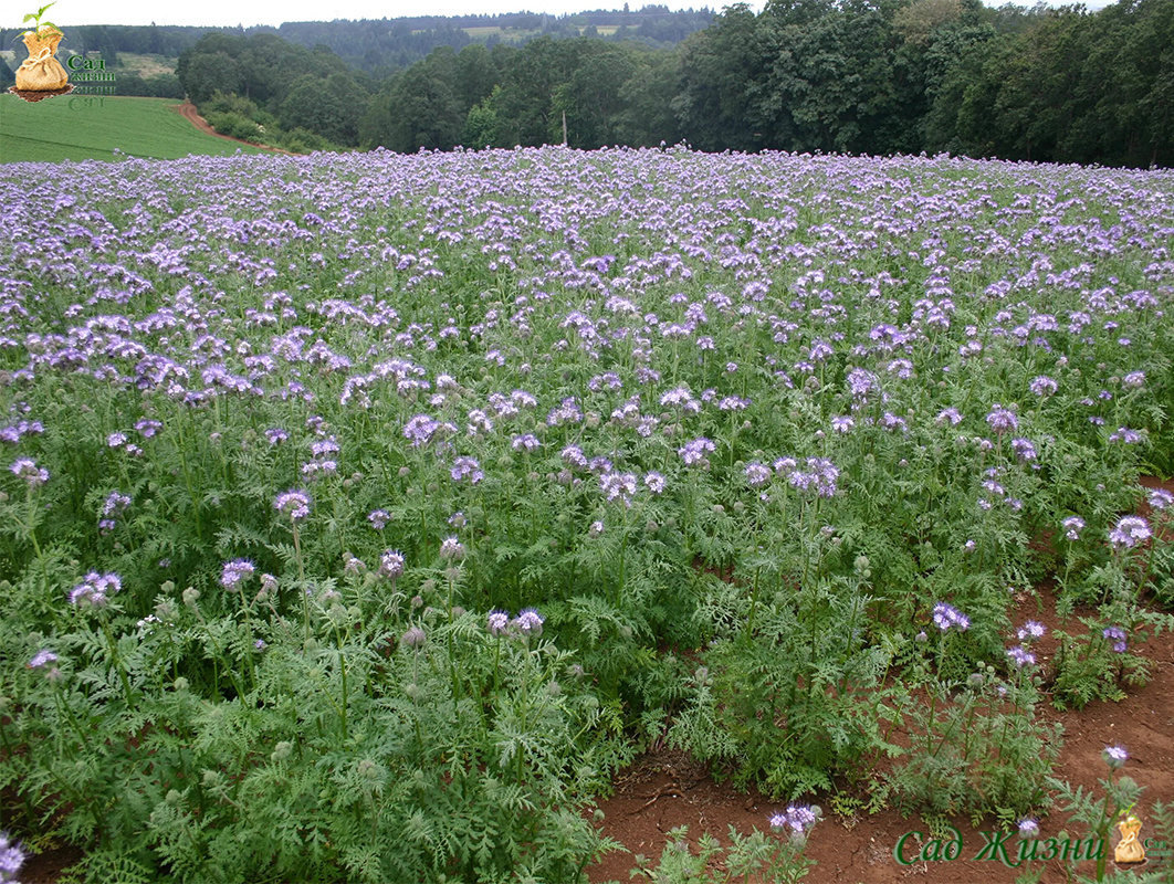 Сидераты с сюрпризом