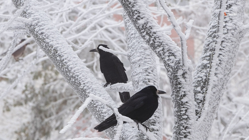      Фото: ИА «Победа26»