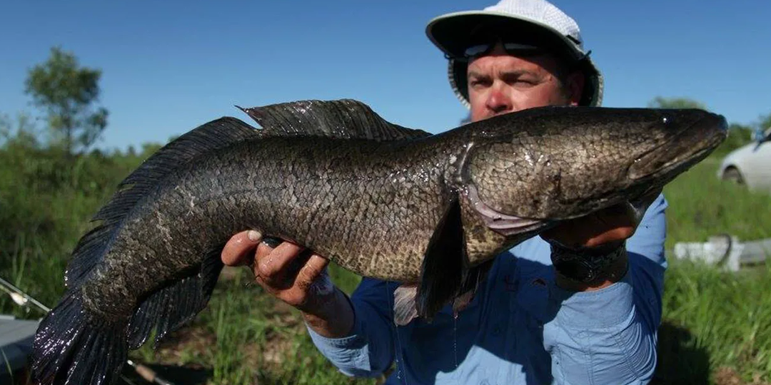 Змееголов сожрал всю рыбу в водоеме — и его не остановить