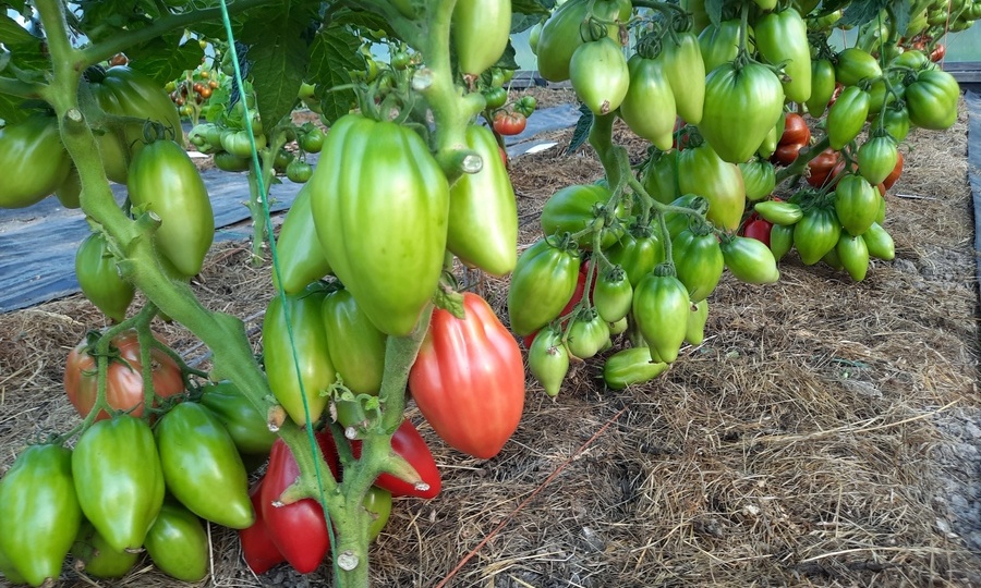 Урожайные сорта низкорослых томатов для теплиц: подборка современных вариантов