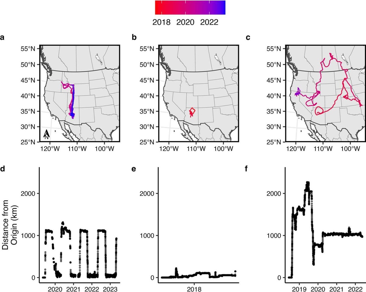   Примеры трех моделей перемещения белоголовых орланов, обитающих в Аризоне.