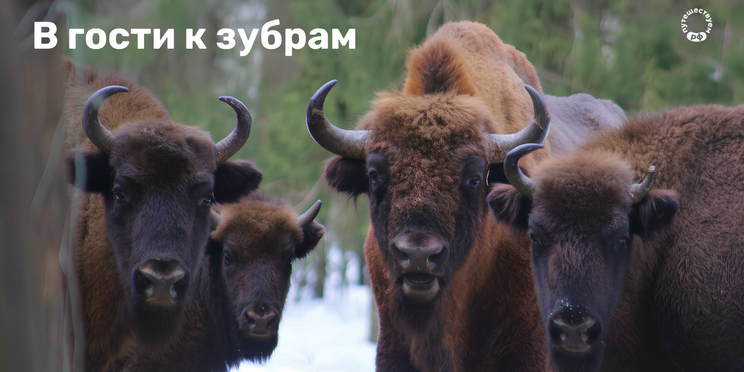 В гости к зубрам