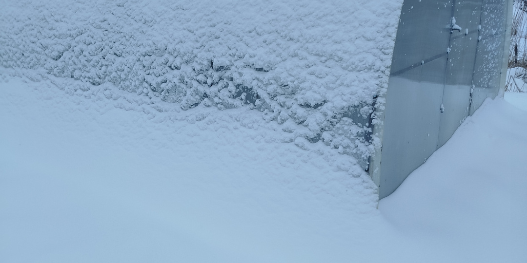 Зимняя погода установилась. Обзор черенков голубики.