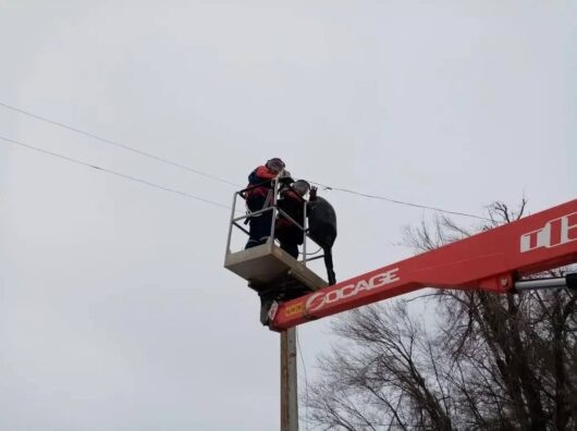    Специалисты филиала РоссетиЮг - Ростовэнерго проводят оперативные работы по ликвидации технологических нарушений на энергообъектах в Ростовской области //Фото Россети-юг