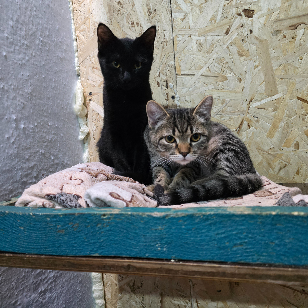 два котёнка в страхе прижались друг к другу