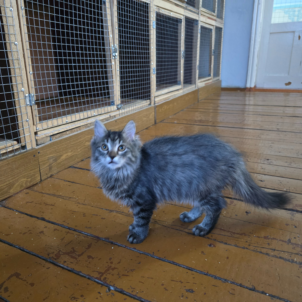 серый котёнок одиноко сидит на полу