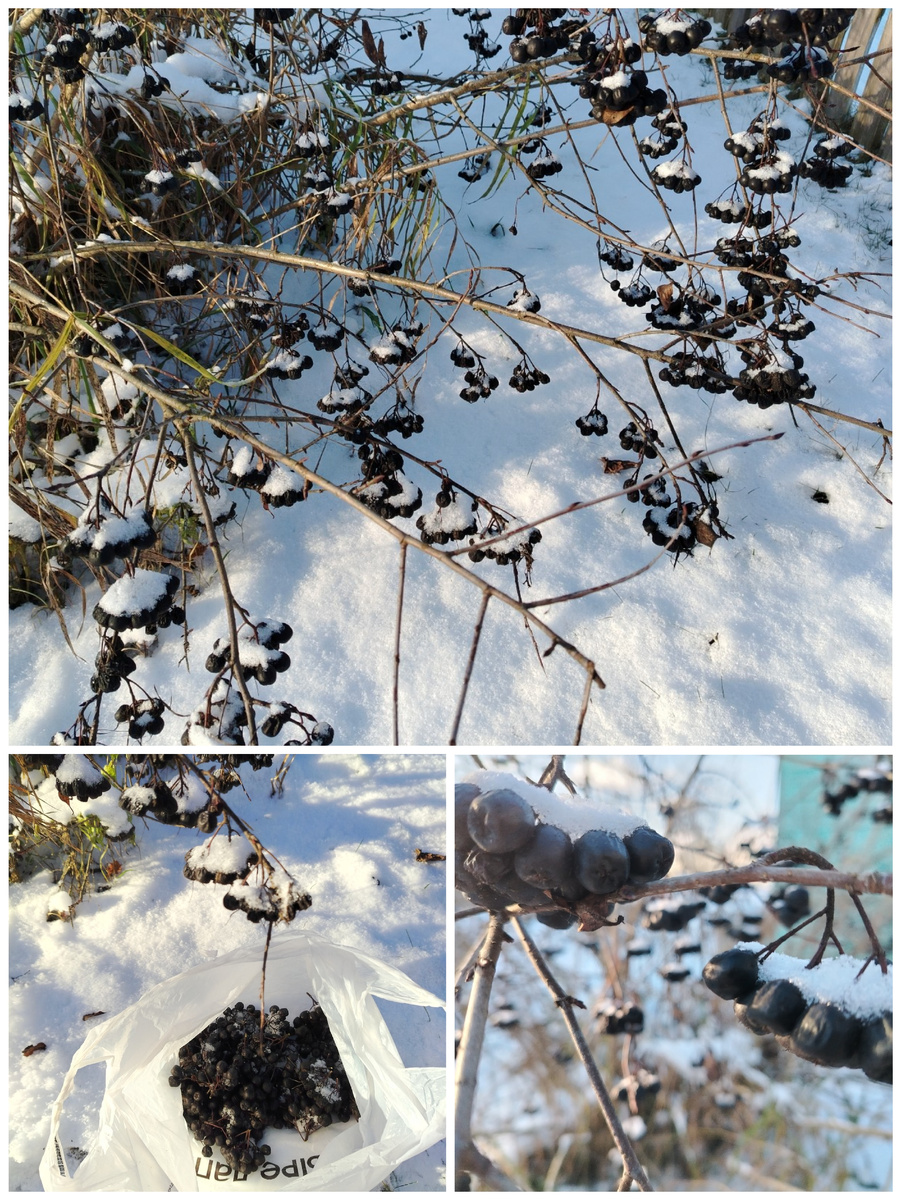 Почему-то птицы не клюют, срезала с собой на компот