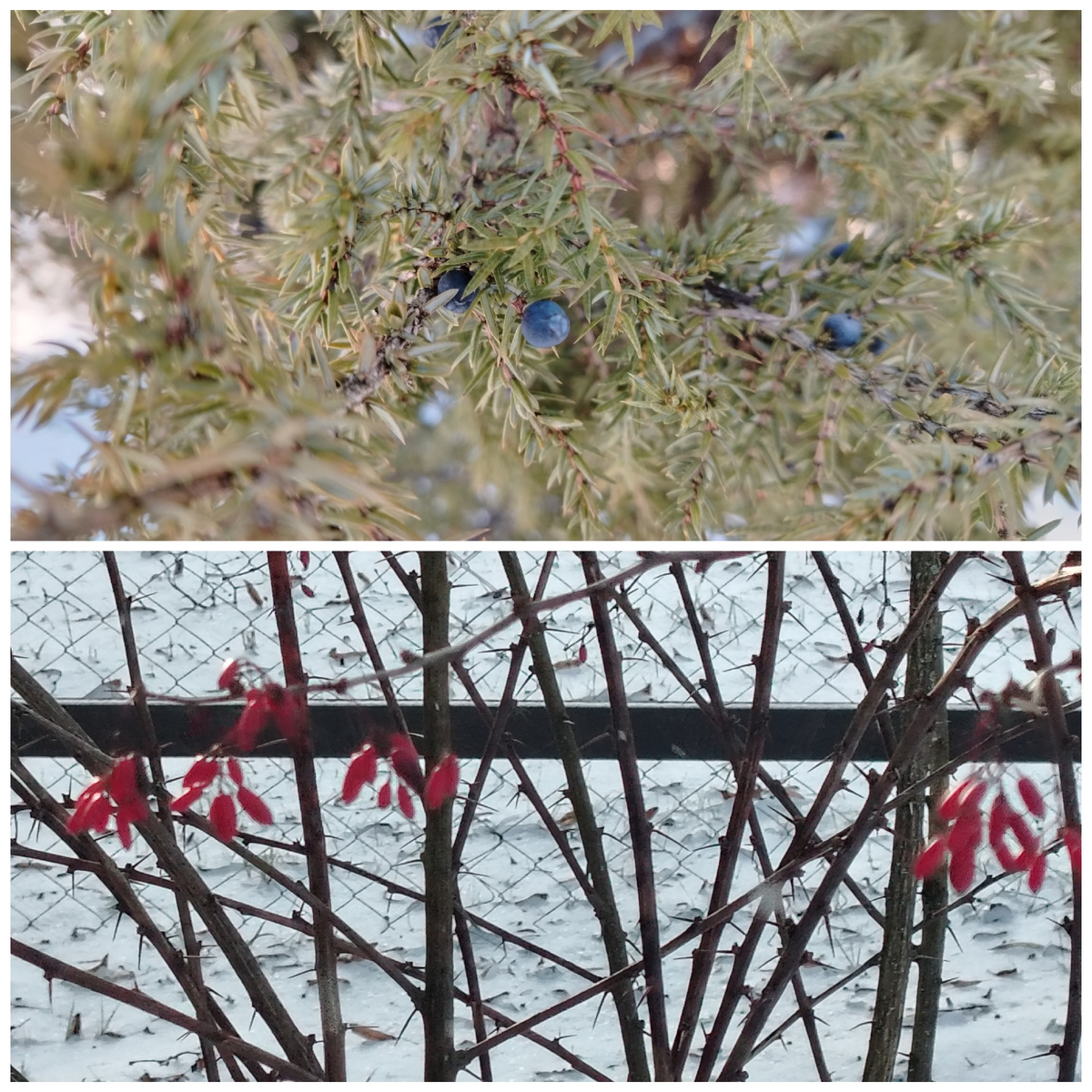 Можжевельник и барбарис