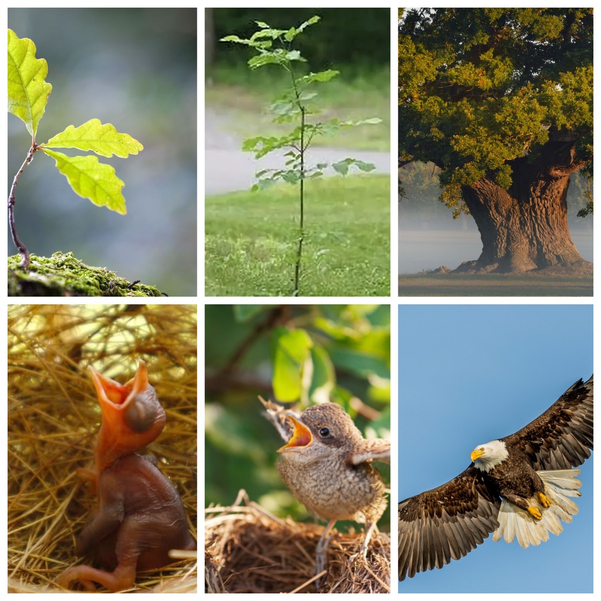 Коллаж автора из картинок в свободном доступе сети Интернет 