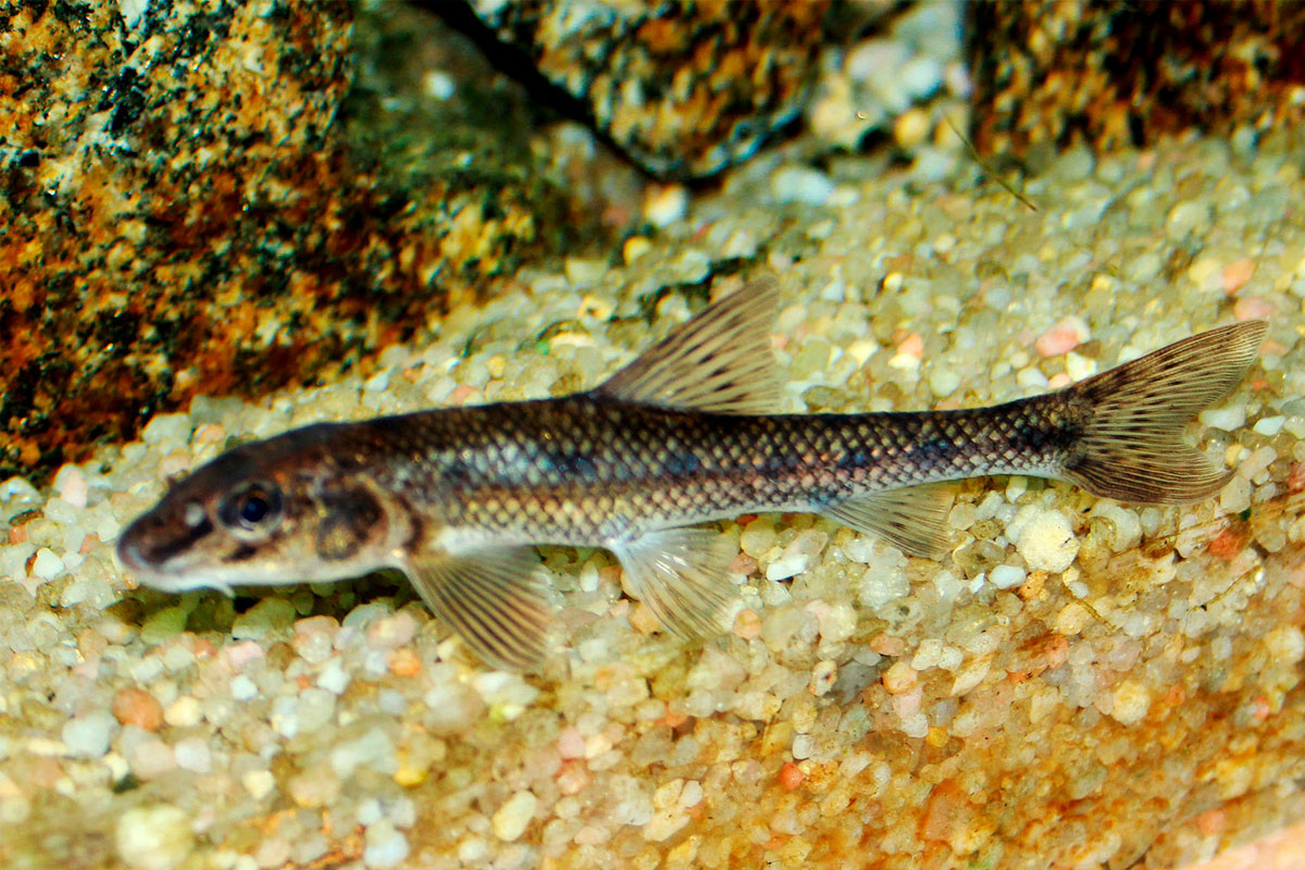 Фото с сайта: https://rybak24.com/vidy-ryb/peskar