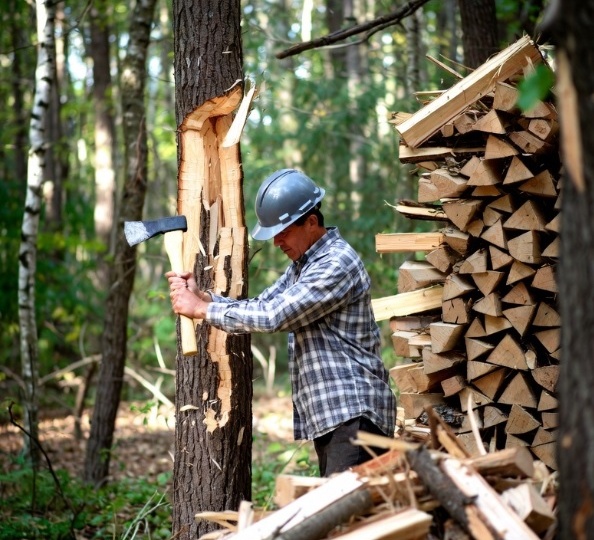 Каждому жителю загородного дома положены бесплатные дрова? Все воруют, а я пошёл законным путём и стал «санитаром леса»