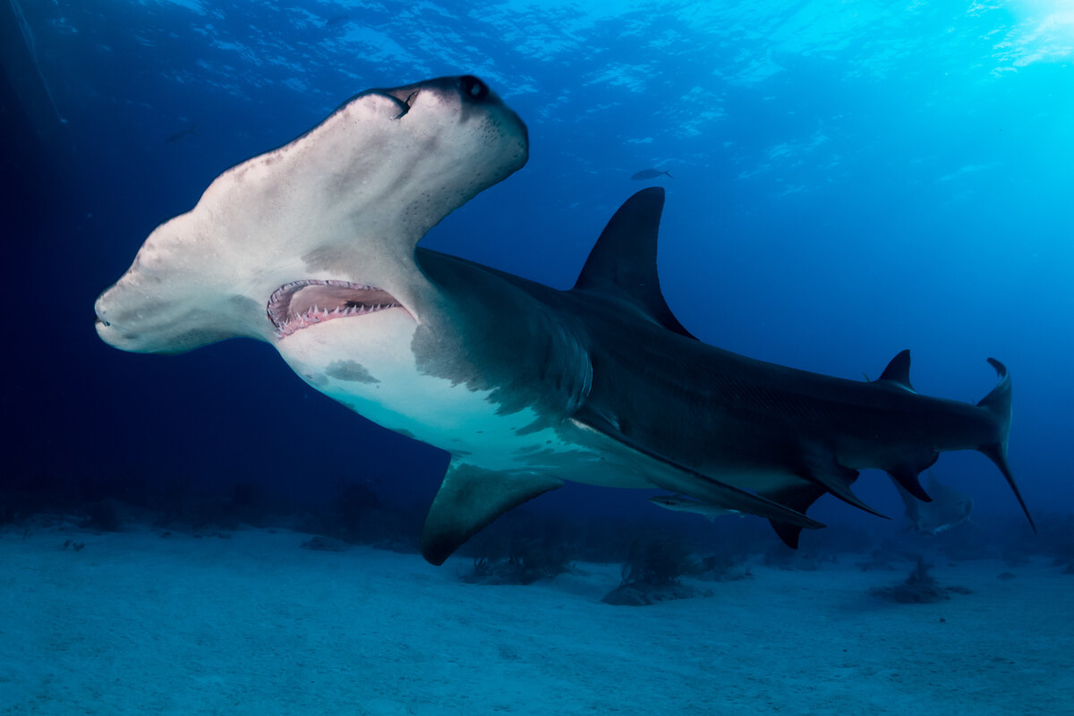 Фото с сайта: https://storage.googleapis.com/dncdndjssqxjie/how-much-does-a-great-hammerhead-shark-weigh.html