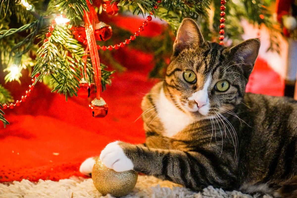     Елки-кошки, Новый год: 4 способа защитить новогоднее дерево от кота и детей