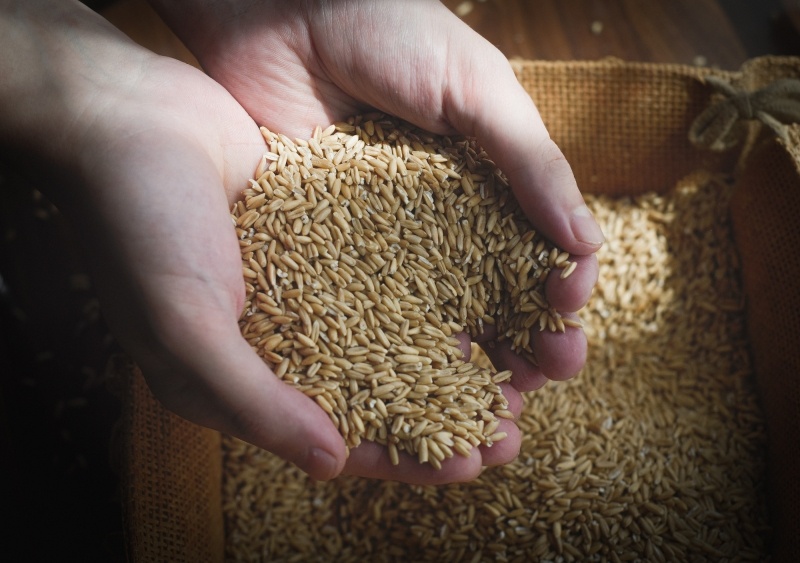    Пшеница. Фото: Дарья Ильина © REX