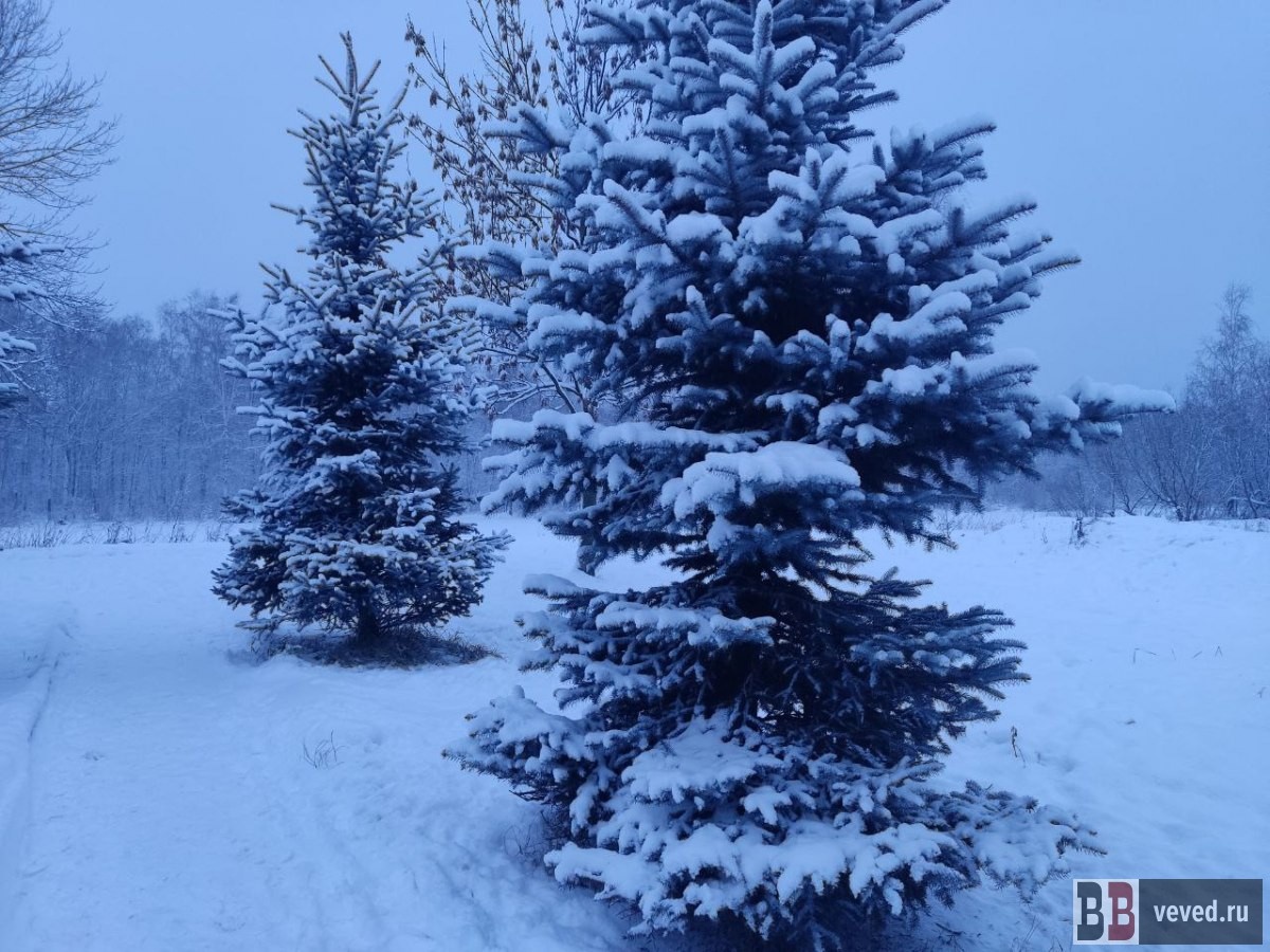     Фото: Дарья Суродина / Вечерние ведомости