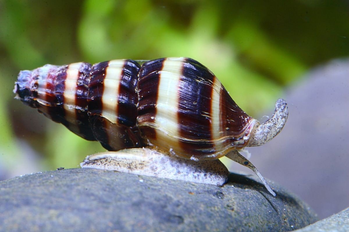 Фото с сайта: https://ulptd.ru/malenkie-heleny