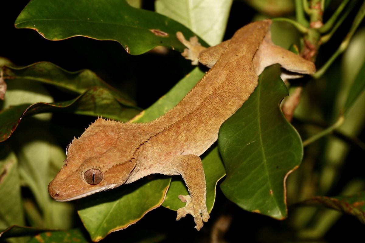 Фото с сайта: https://en.wikipedia.org/wiki/File:Crested_gecko_-_1.jpg