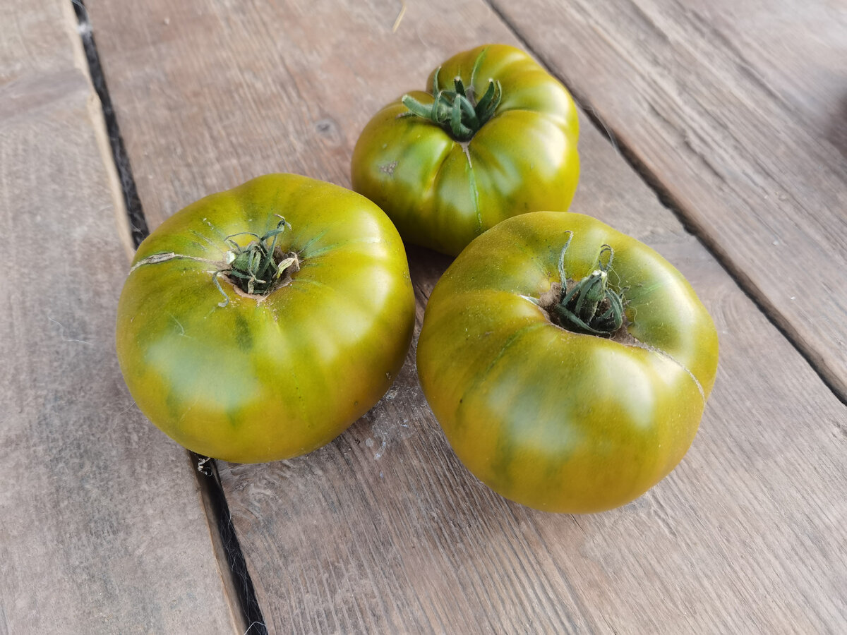 томат Малахитовая Шкатулка