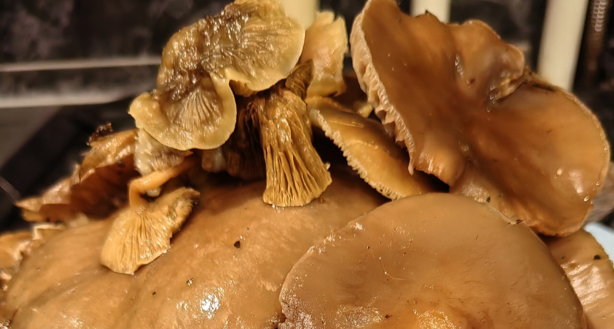    Грибы Ярославской области