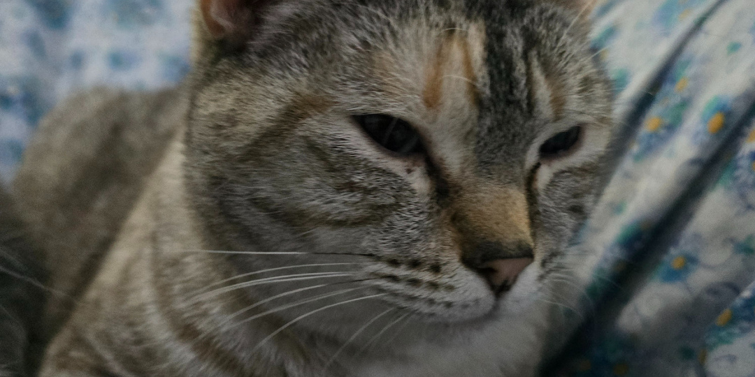 Она смотрит в окно. Ждет.