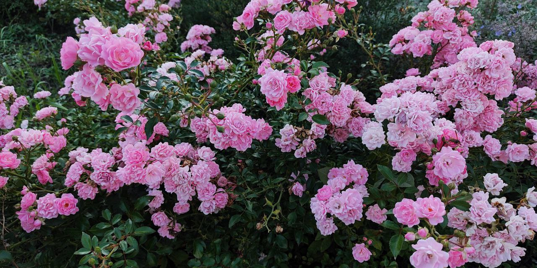 Нахальная свекровь. Глава 16.