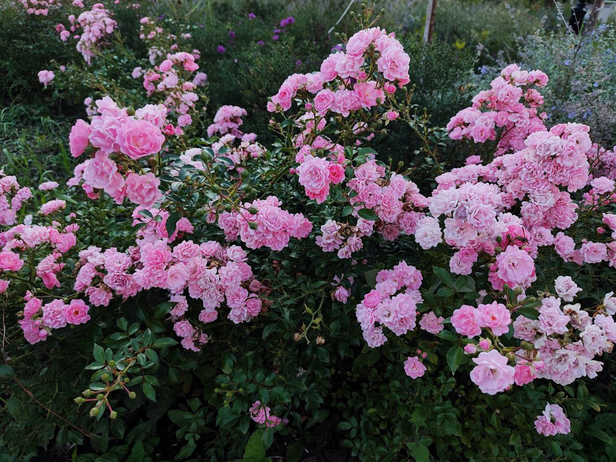 Фото автора.