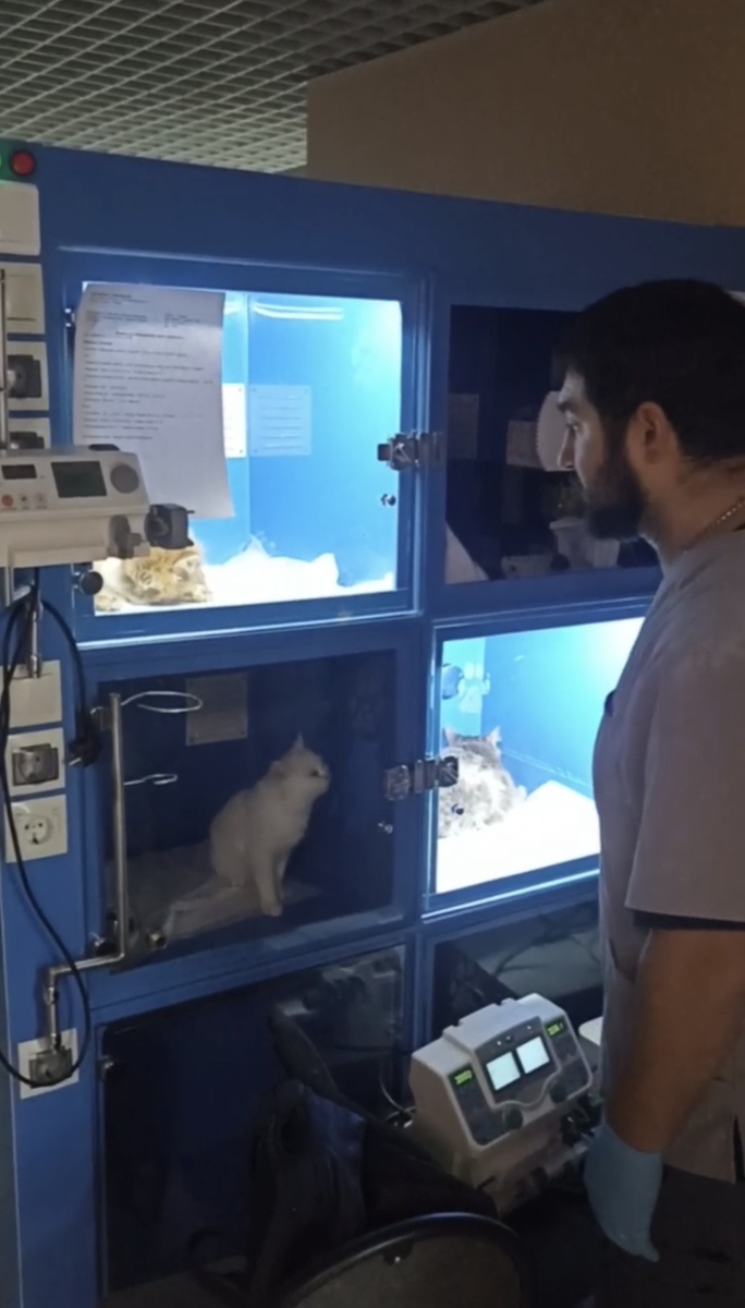 В таких боксах в клинике находятся самые тяжелые животные. Работа кипит. И я еще регулярно привожу кого-нибудь с особо сложной судьбой. Фото из архива автора