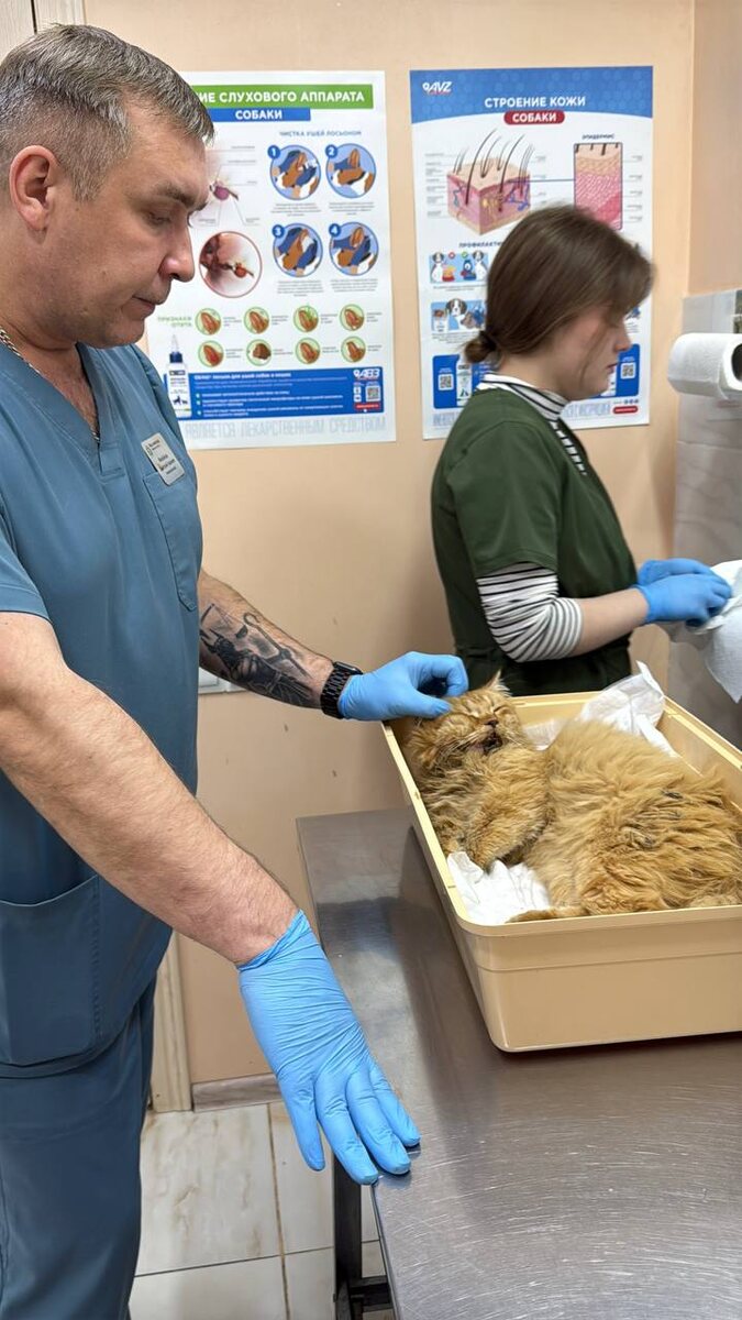 Рыжего я привезла к самым грамотным докторам, каких знаю. Фото из архива автора