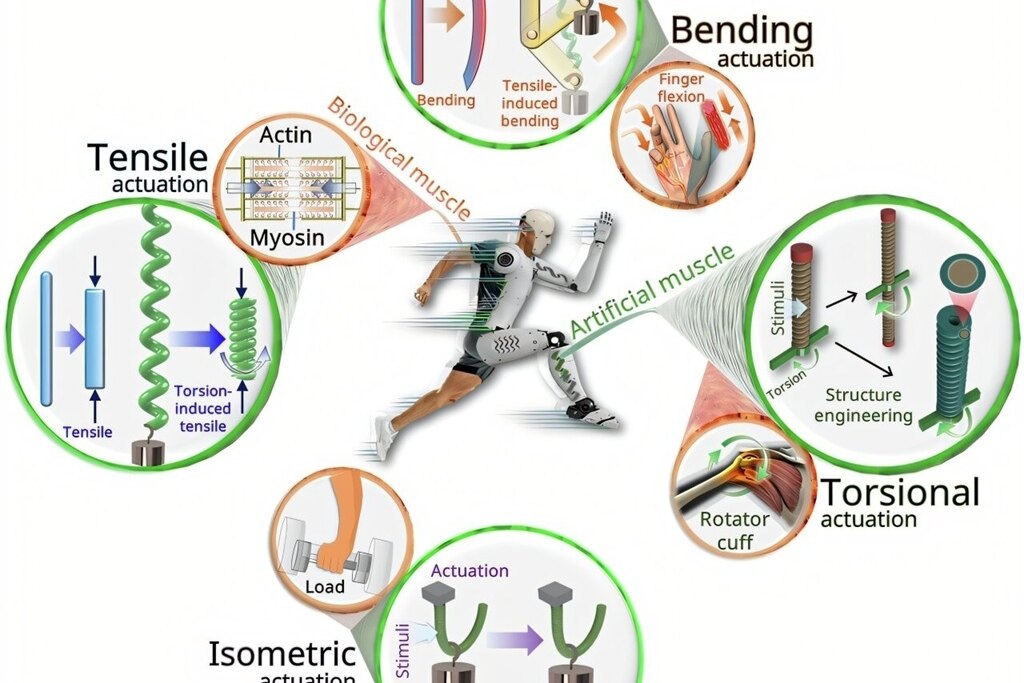     Искусственные мышцы превзошли биологические по силе в 100 раз